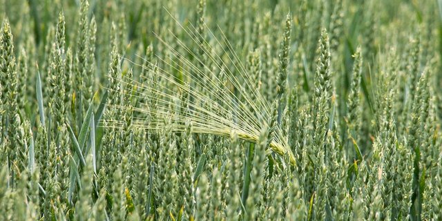 Günstige Witterung habe im vergangenen Herbst bei beiden Winterkulturen zu der Anbauausdehnung beigetragen. (Bild Pixabay)