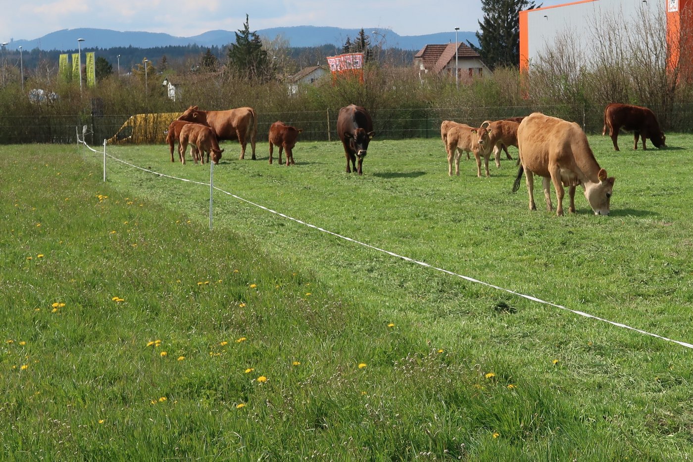 Futter mit Hirtentäschchen,  Scharfem Hahnenfuss und Weicher Trespe wird beim schönen Wetter vorgemäht und einen Tag später von den Tieren fein säuberlich gefressen. (Bild Herbert Schmid)