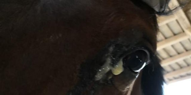 Dieses durch Fliegen entzündete Auge muss behandelt werden. Hier ist ein Tierarzt gefragt. (Bild sb)