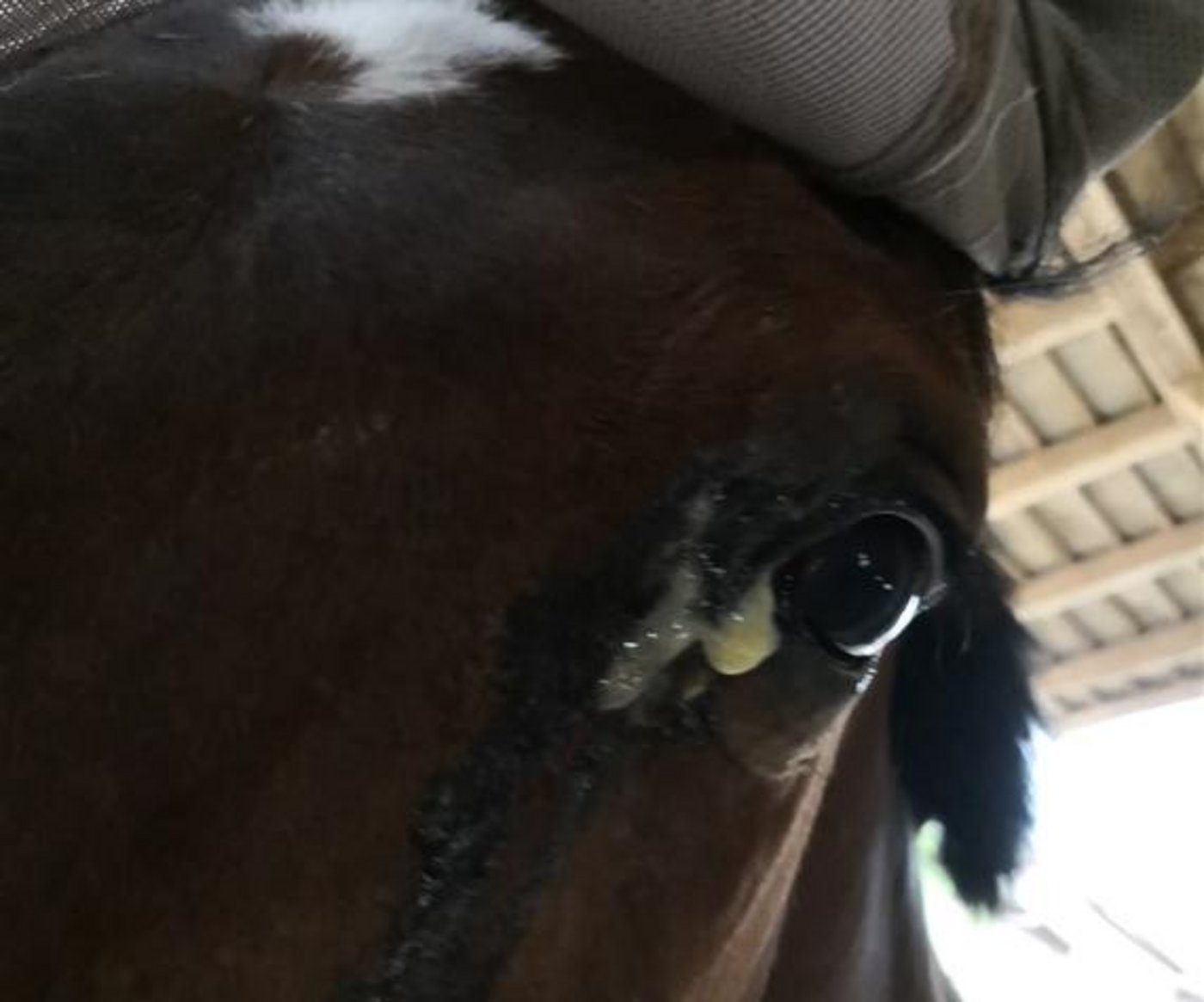 Dieses durch Fliegen entzündete Auge muss behandelt werden. Hier ist ein Tierarzt gefragt. (Bild sb)