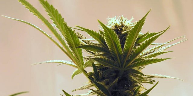 Hanf ist vielfältig einsetzbar. (Bild Pixabay)