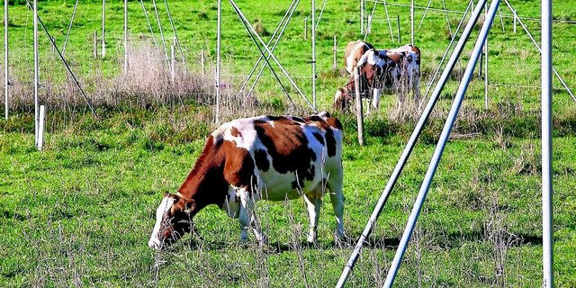 Während der nächsten fünf Jahre müssen die Kantone ihre Richtpläne vom Bundesrat genehmigen lassen. Die darin vorgesehenen Baulandreserven sollen für die nächsten 15 Jahre ausreichen. (Bild: SBV)