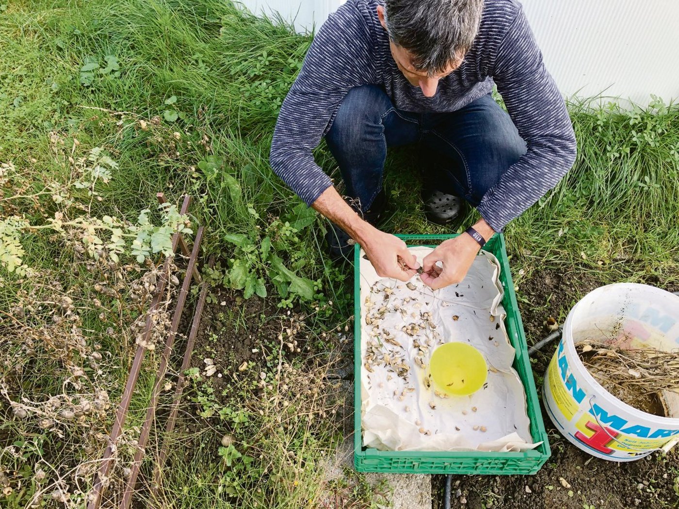 Tüfteln erwünscht: Um möglichst viele Erfahrungen zu erhalten, wäre es wichtig, wenn auf zahlreichen Parzellen Anbauversuche durchgeführt würden.(Bilder zVg)