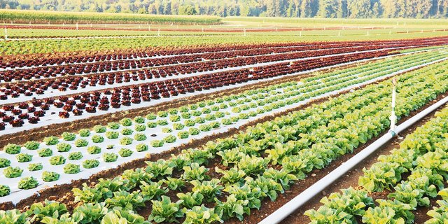 Im Gemüse- und im Obstbau sind die Preise tief und der Druck hoch. Deshalb will die Branche nicht von jedem Abnehmer individuelle Anforderungen. (Bild Ruth Aerni)