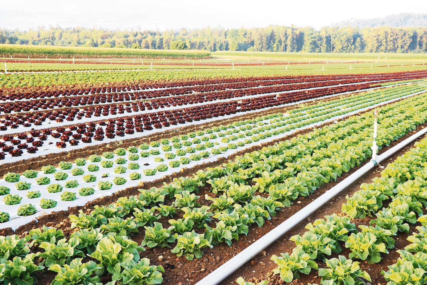 Im Gemüse- und im Obstbau sind die Preise tief und der Druck hoch. Deshalb will die Branche nicht von jedem Abnehmer individuelle Anforderungen. (Bild Ruth Aerni)