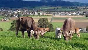 Strenge Regeln: Kasp Strenge Regeln: Kaspar Tschümperlins Mutterkühe haben einen OB-Anteil von über 99 %, aber keinen Reinzucht-Schein.