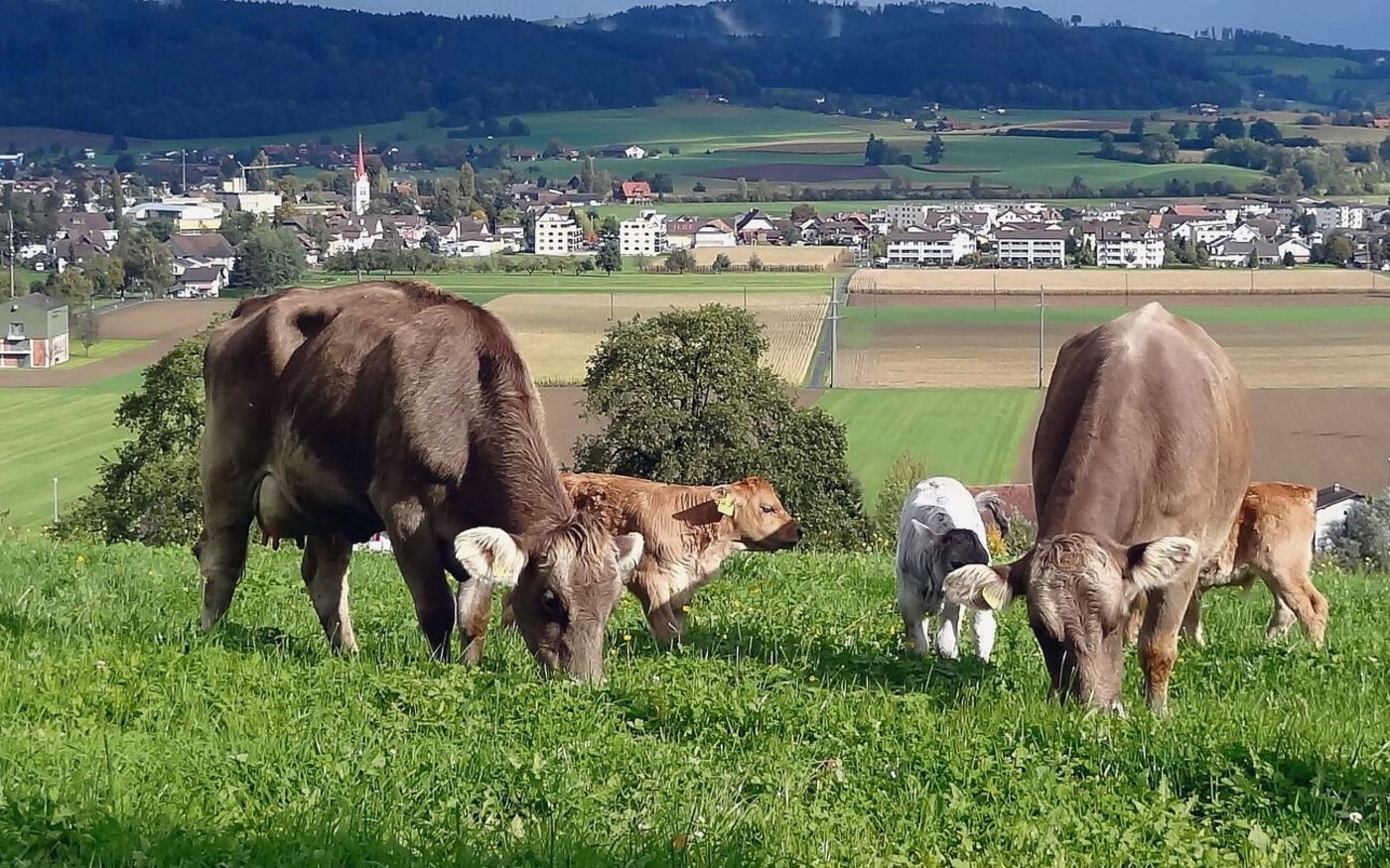 Strenge Regeln: Kaspar Tschümperlins Mutterkühe haben einen OB-Anteil von über 99 %, aber keinen Reinzucht-Schein. 
