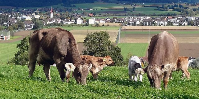 Strenge Regeln: Kaspar Tschümperlins Mutterkühe haben einen OB-Anteil von über 99 %, aber keinen Reinzucht-Schein. 