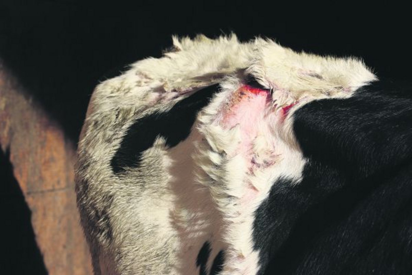 Bei einem Tier, das aufgrund einer Photosensibilität an einem Sonnenbrand erkrankt, löst sich die unpigmentierte (weisse) Haut vom Körper in Krusten. (Bild Simone Barth)