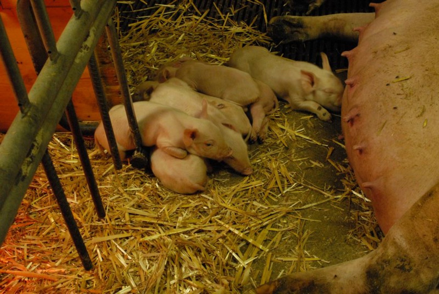 Die Ferkel eines Wurfes können sehr unterschiedliche Geburtsgewichte aufweisen. Leichtere haben gegenüber ihren grösseren Geschwistern einen Nachteil beim Kampf um die Zitzen. (Bild BauZ)