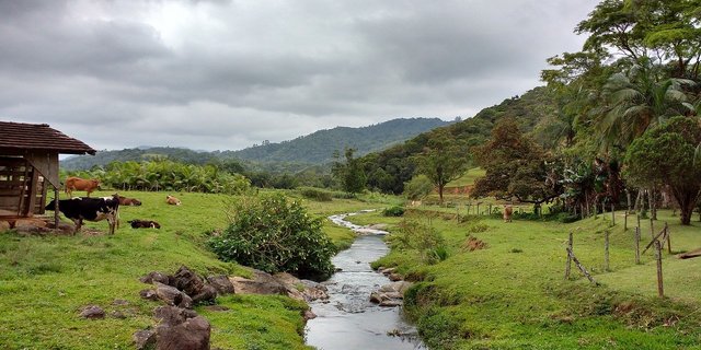 Unter anderem könnte die Kritik an Waldrodungen in Brasilien das Freihandelsabkommen zum Kippen bringen. (Symbolbild Pixabay)