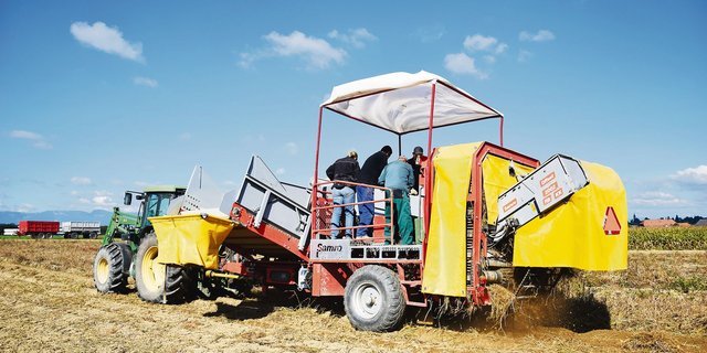 Kein Grund zur Beunruhigung: Die Rückbehalte aus der Kartoffelernte 2020 werden vollumfänglich ausbezahlt. (Bild jba)