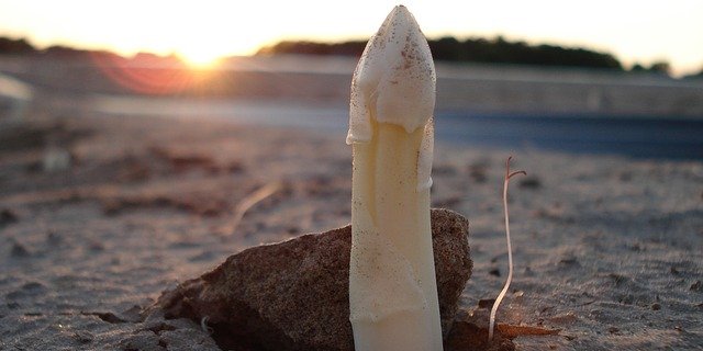 Weisse Spargeln behalten ihre Farbe nur, wenn sie von Erde bedeckt sind. Daher wachsen sie versteckt in Erddämmen. (Bild Pixabay)