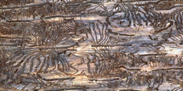 Der Borkenkäfer profitiert vom Sturmholz und gestressten Fichten. (Bild WSL)