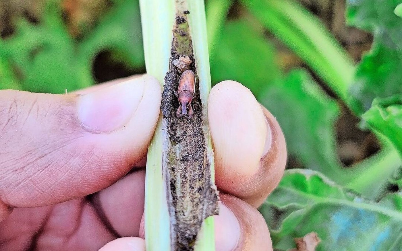 2026 kann auch der Rübenrüssler mit Acetamiprid bekämpft werden – aber nur auf Anweisung der kantonalen Pflanzenschutzstelle.