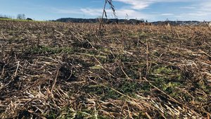 Diese Gründüngung hat den Boden über den Winter geschützt. Für den Beitrag zur angemessenen Bedeckung muss sie bis zum 15. Februar stehen bleiben.
