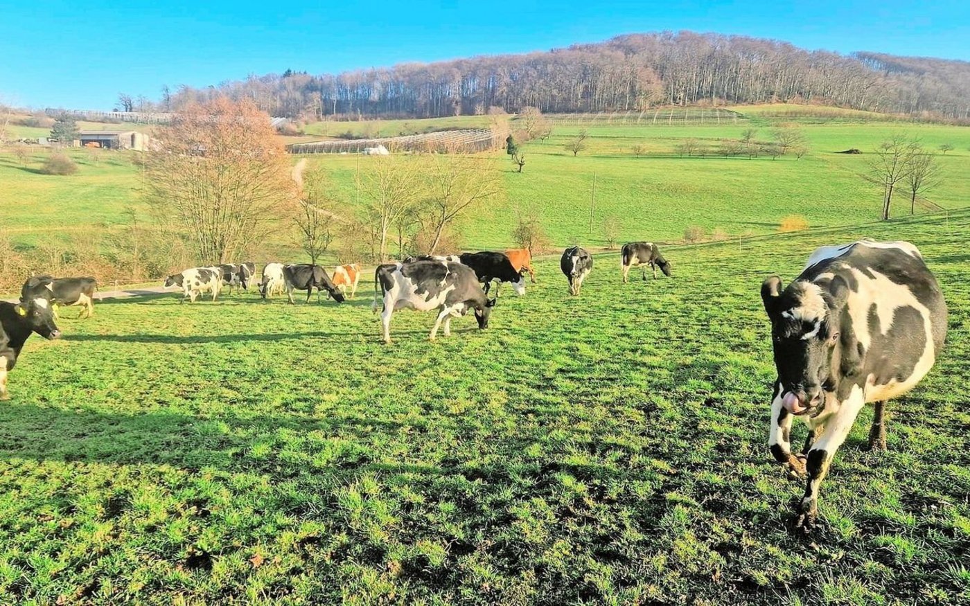 Meist sonniges Wetter mit Höchsttemperaturen von 12 bis 18 Grad im Mittelland anfangs März ermöglichten einen optimalen Zeitpunkt für einen ersten Pflegeweidegang.