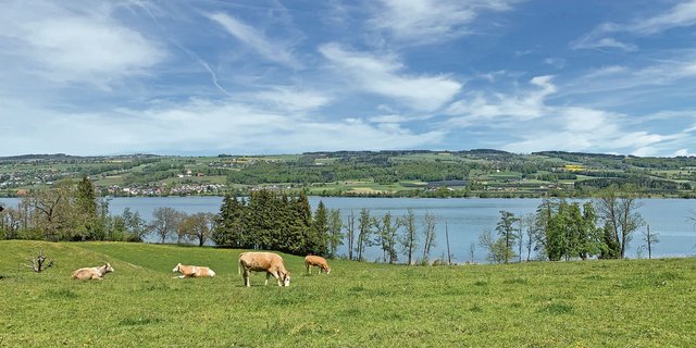 Der Baldeggerseee bleibt ein Patient. Laut Einschätzung der kantonalen Fachstellen muss er noch auf Jahre hinaus mit Reinsauerstoff belüftet werden. (Bild Josef Scherer)