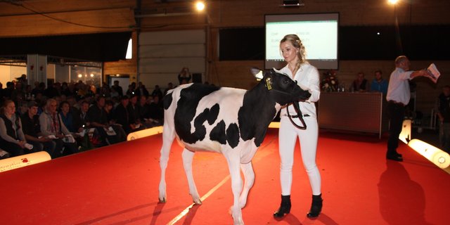Das Jungrind Mattenhof Crushtime Hazel-ET vom Verkäufer Marc und Erhard Junker aus Iffwil galt 15 000 Franken. (Bild rü)