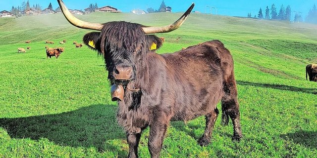 Die einzige schwarze Kuh in der Herde posiert vor der Kamera. Im Hintergrund ist die Marbachegg zu sehen.