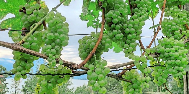 Auch bei den Spezialkulturen (im Bild Reben über dem Vierwaldstättersee) wachsen die Bäume nicht in den Himmel. Aber brachliegende Potenziale gilt es zu nutzen; der Kanton Luzern unterstützt.