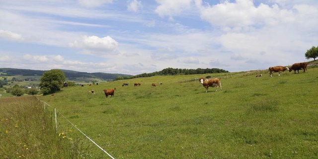 In der Schweiz werden derzeit wenig Kühe geschlachtet. (Symbolbild ji/lid)