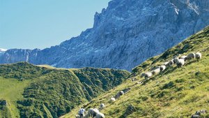 Kranke Schafe auf we Kranke Schafe auf weitläufigen Alpen zu pflegen, verursacht bei den Älplern einen enormen Mehraufwand.