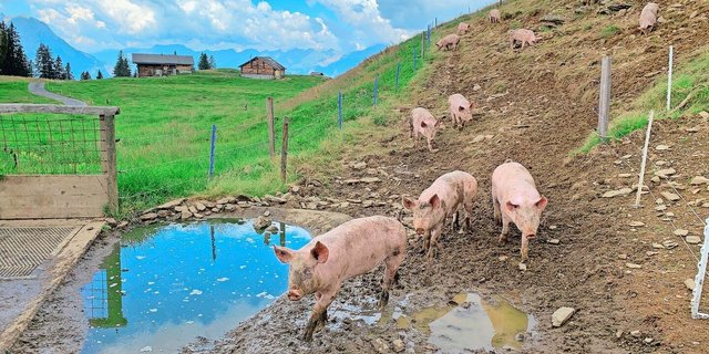 Freilandschweine auf Alpen: Ordnung oder Unordnung?
