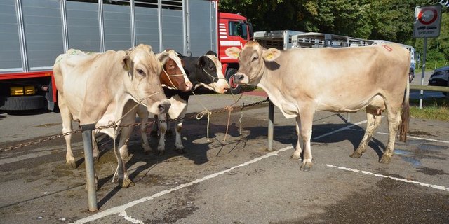 Der Gesetzesartikel über Viehmärkte und Ausstellungen hat eine Lücke, wegen der die Präventionsmassnahmen gegen BVD leicht umgangen werden könnten. (Symbolbild BauZ)