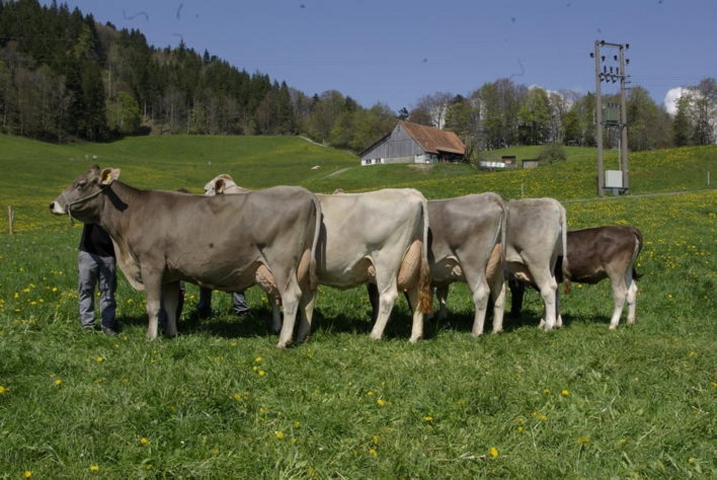 Zuchtfamilie von Simba, der Mutter von Simbaboy. (Bild Swissgenetics)