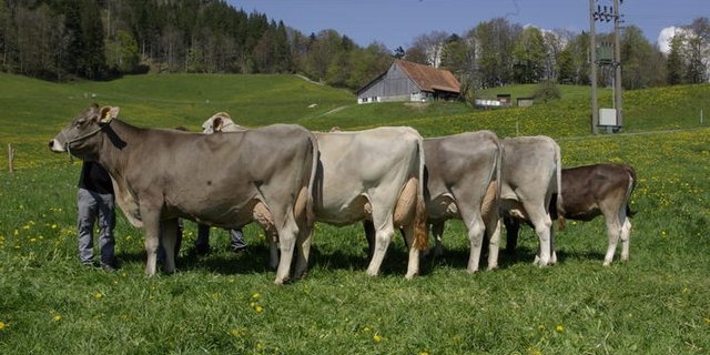 Zuchtfamilie von Simba, der Mutter von Simbaboy. (Bild Swissgenetics)