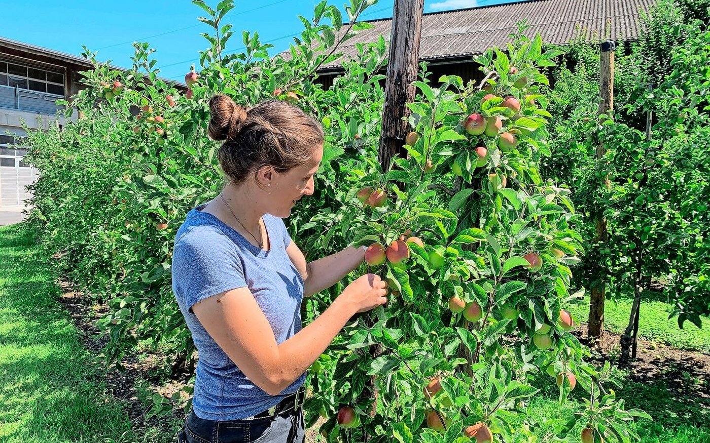 Bald reif: Äpfelbäume nahe des Hofladen. Der Obstbau und die Direktvermarktung haben auf dem elterlichen Betrieb eine grosse Bedeutung. 