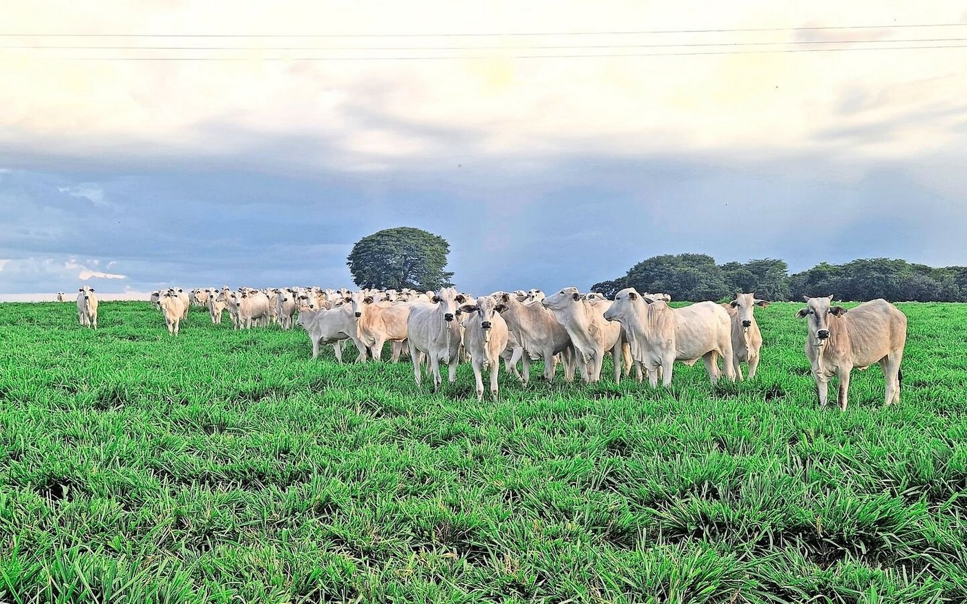 Früher waren Brasiliens Ebenen geprägt von extensiver Viehwirtschaft. Ivan Ferretti betreut mit einem Cowboy 350 Zebu-Mutterkühe mit Nachzucht.
