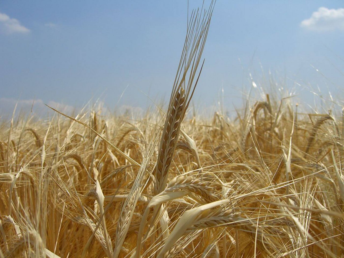 Je nach Bodentyp empfiehlt sich eine andere Sorte. (Bild Wikipedia)