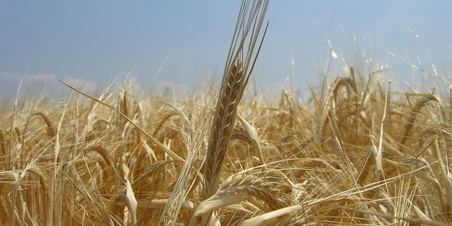 Je nach Bodentyp empfiehlt sich eine andere Sorte. (Bild Wikipedia)