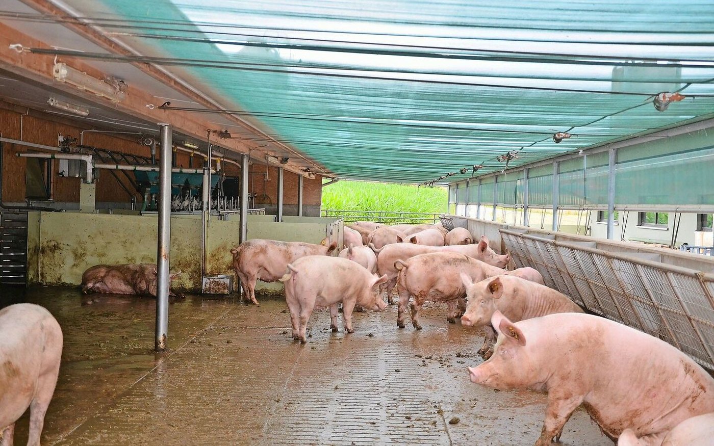 71 % aller Behandlungen bei den Galtsauen sind auf Klauen oder untere Gliedmassen sowie Gelenkprobleme zurückzuführen. 