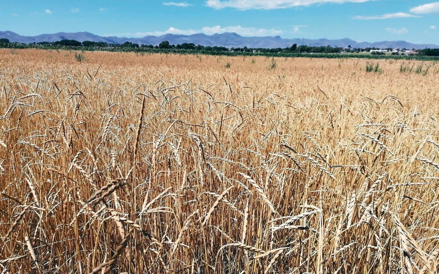 «Wenn man bedenkt, dass wir nur säen und ernten und auf chemische und mechanische Unkrautbekämpfung verzichten, präsentiert sich der Dinkel recht sauber», zeigt sich Egon Tschol zufrieden.