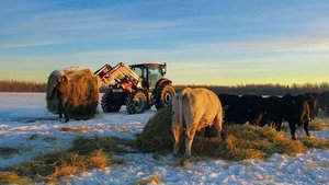 Momentan muss Markus Ruckstuhl die Heuballen noch mit dem Frontlader verteilen. Ein Ballenabroller ist jedoch bestellt und sollte bald bei Familie Ruckstuhl eintreffen. 
