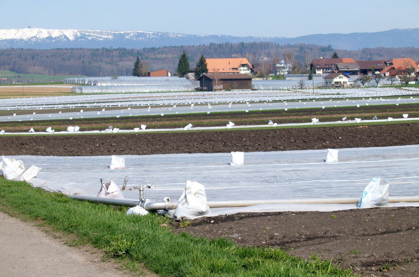 Bei Frostnächten Kulturen möglichst wieder doppelt decken. Die Sturmsicherung nicht vergessen. (Bild Agroscope)