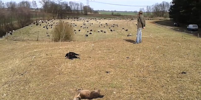 Schäfer Armin Winnige inmitten der toten Lämmer. (Bild Screenshot Märkische Wochenzeitung)