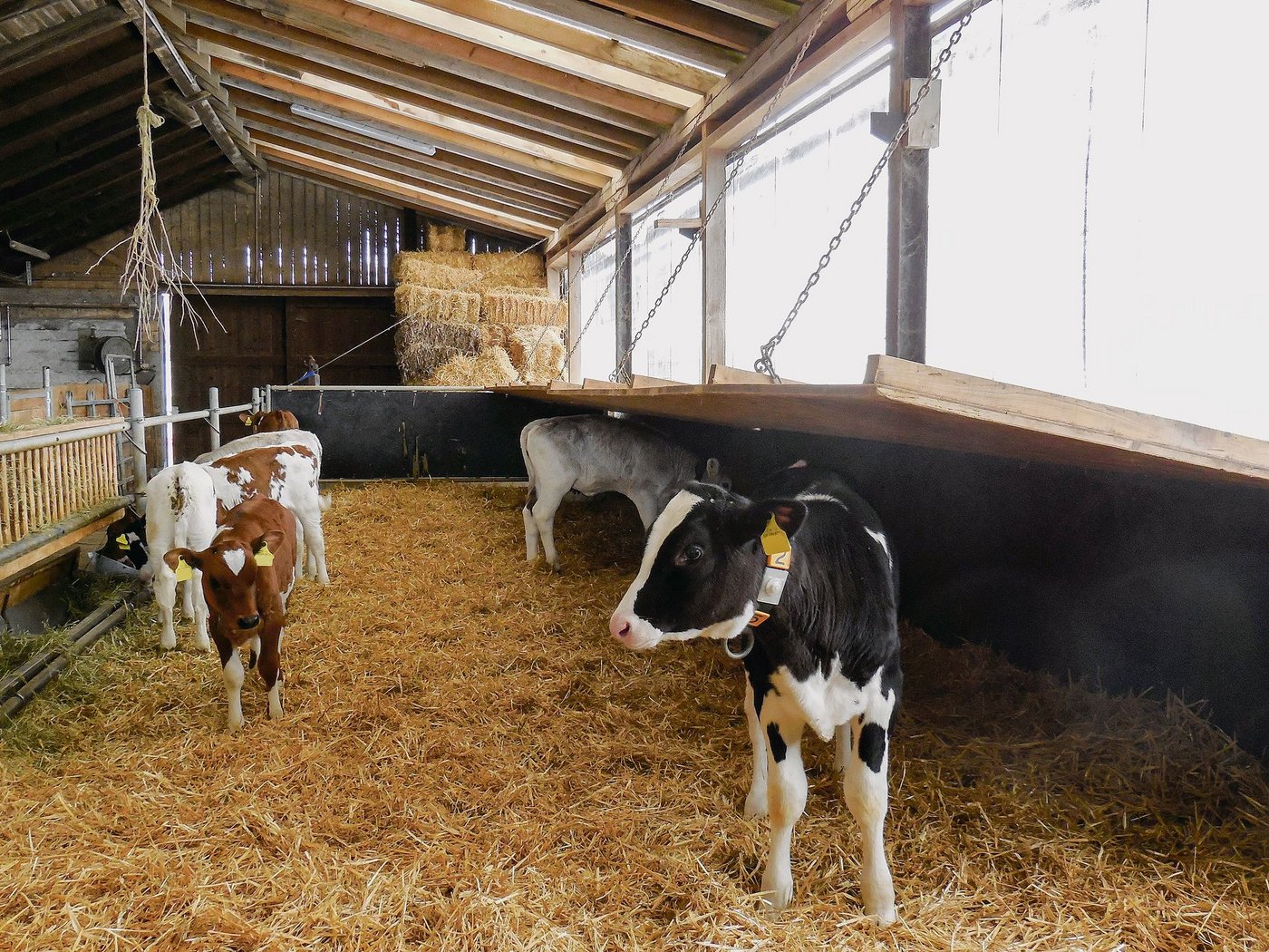 Eine Möglichkeit,  das Mikroklima für Kälber zu gewährleisten: Man montiert eine aufziehbare Holzplatte über einen Teil des Liegebereichs. (Bilder Astrid Lussi, BBZN Hohenrain)