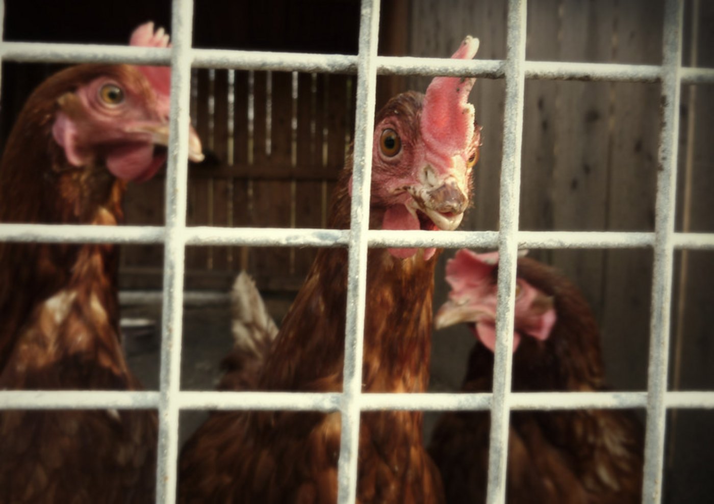 Konkret soll der Bund Kriterien festlegen für eine tierfreundliche Unterbringung und Pflege, den Zugang ins Freie, die Schlachtung und die maximale Gruppengrösse pro Stall. (Bild Flickr Krystian Olszanski)