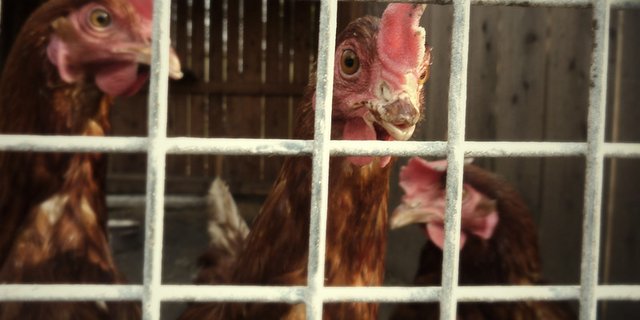 Konkret soll der Bund Kriterien festlegen für eine tierfreundliche Unterbringung und Pflege, den Zugang ins Freie, die Schlachtung und die maximale Gruppengrösse pro Stall. (Bild Flickr Krystian Olszanski)