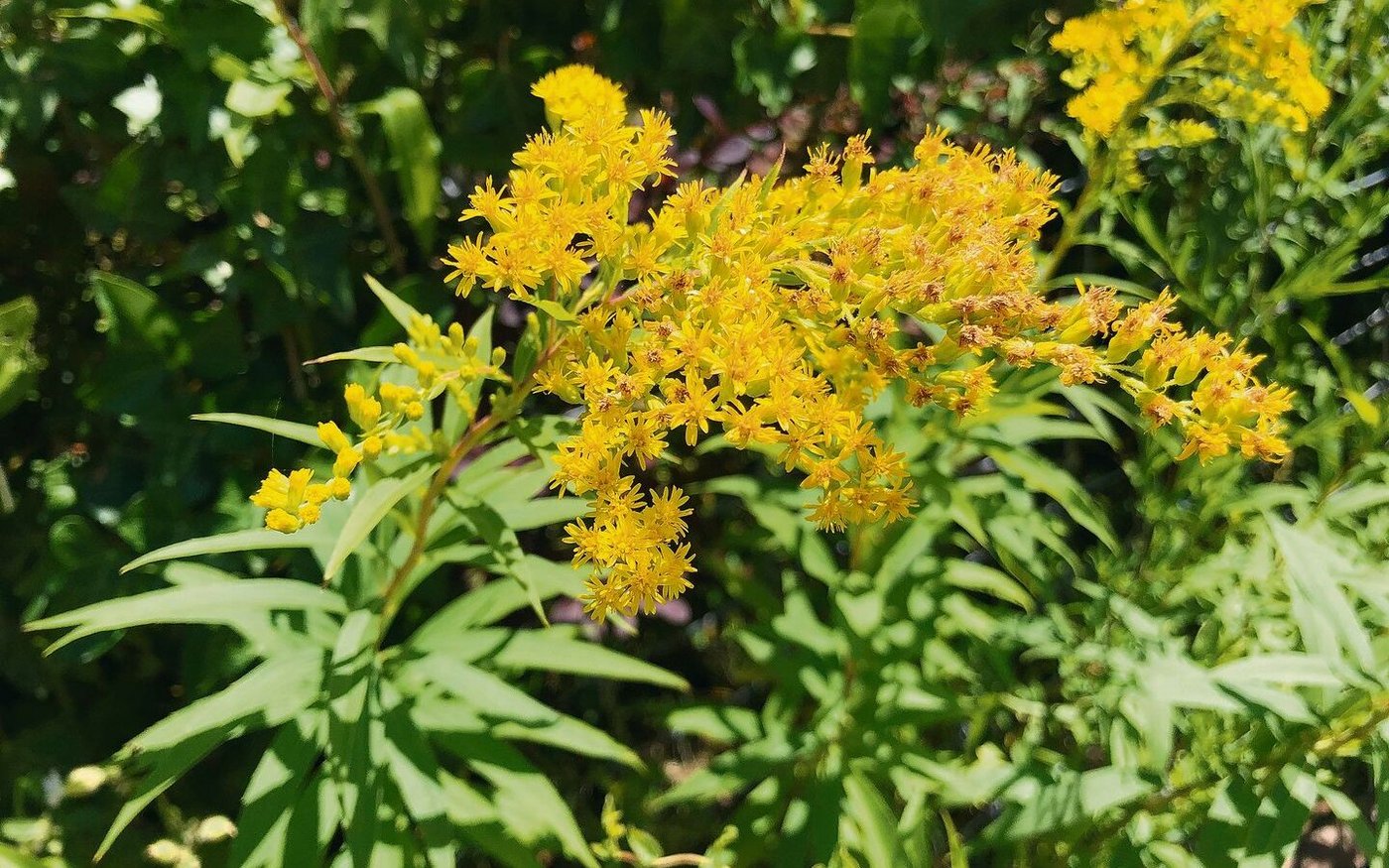 Im Moment erkennt man die 60 bis 120 cm hohen Goldruten sofort an ihren gelben Blütenständen.
