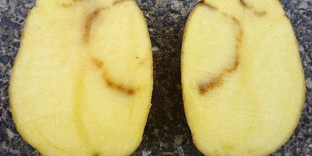 Typisches Schadbild eines TRV-Befalls.(Bild Agroscope)