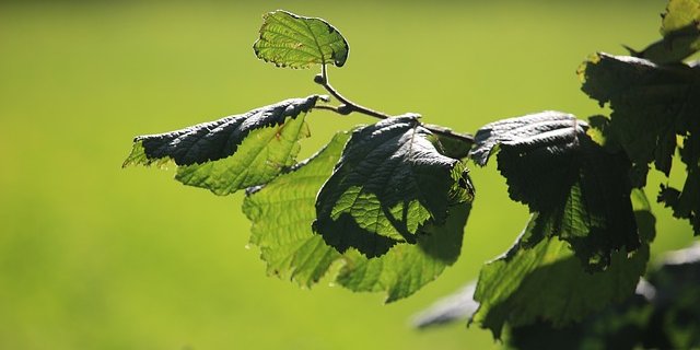 In der Strafverfügung heisst es, der Landwirt habe "der Beschädigung eines Lebensraumes für Tier- und Pflanzenarten, der nicht korrekten Pflege, beziehungsweise des nicht korrekten Heckenschnitts sowie des Heckenschnitts ohne die erforderliche Ausnahmebewilligung" schuldig gemacht. (Symbolbild Pixabay)