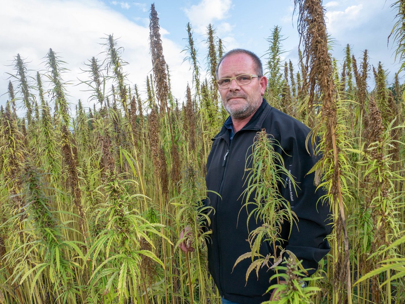 Hans-Peter Frey aus Muri ist einer von 13 Bauern, die beim Freiämter Hanfprojekt mitmachen. (Bilder ep)