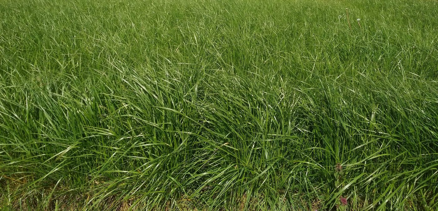 Rohrschwingel erträgt sowohl feuchte als auch trockene, warme wie kühle Bedingungen sehr gut, heisst es bei Agrarforschung Schweiz. (Bild Agroscope)