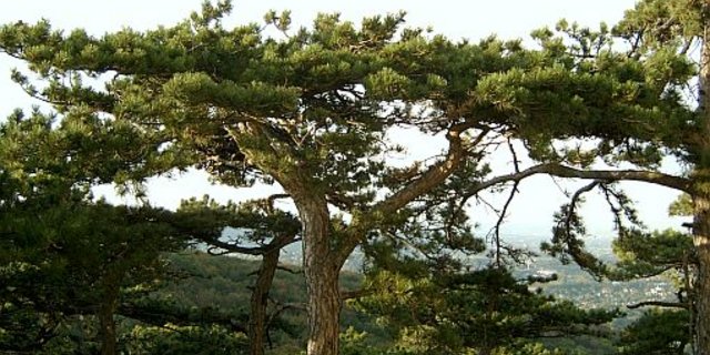 Typische Schirmföhre im Wienerwald. (Bild Wikimedia)