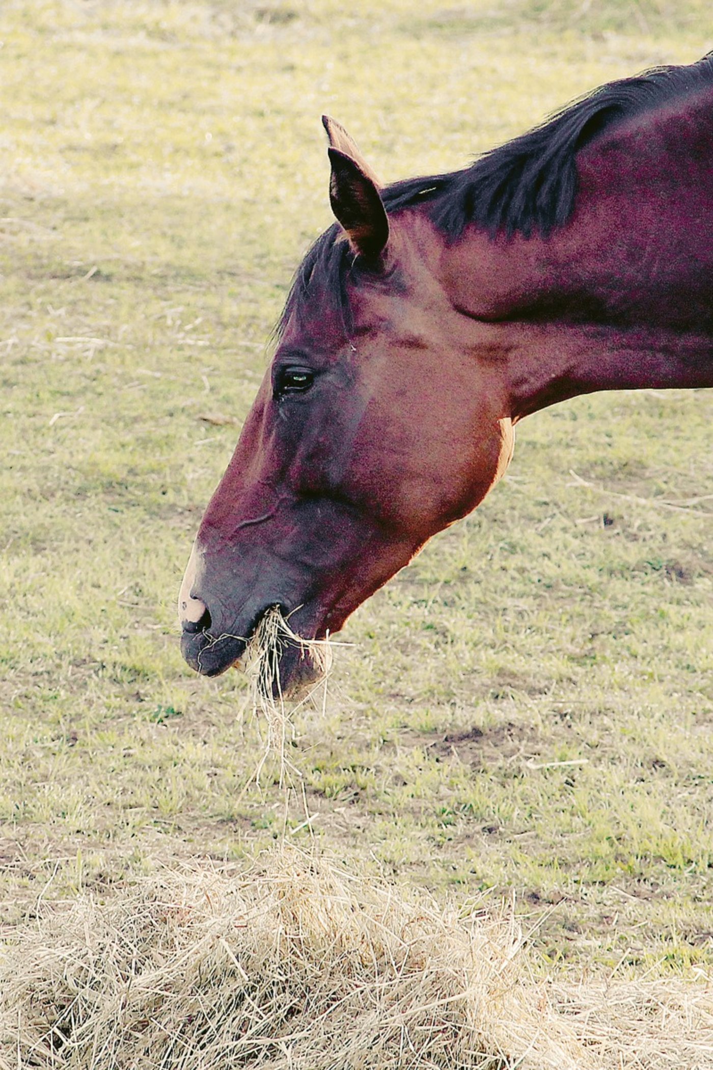 (Bild Pixabay)